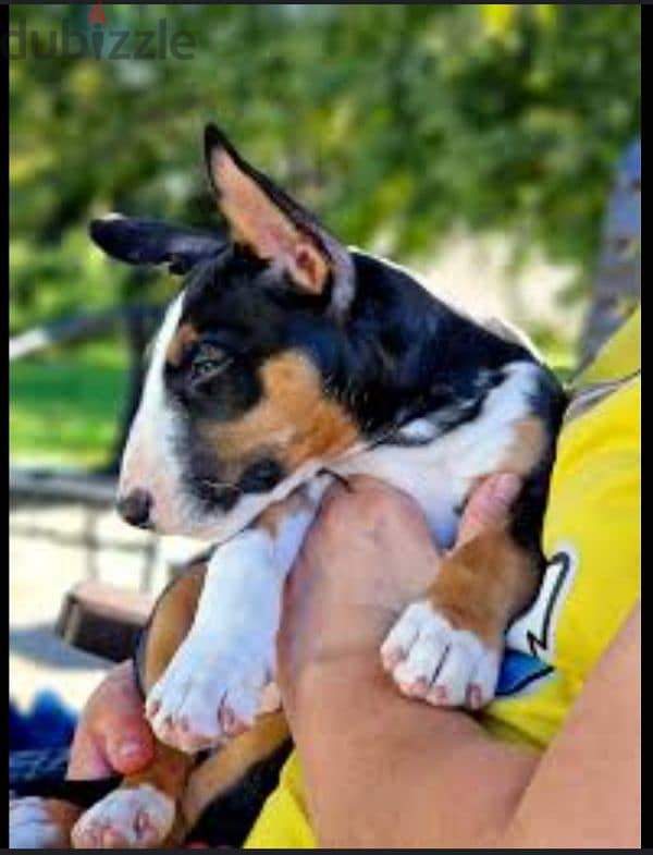bull terrier 1