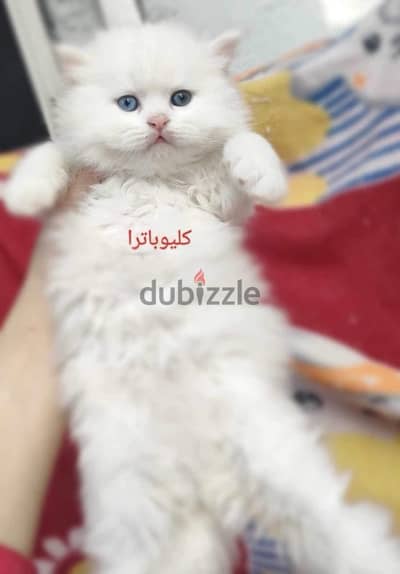 قطط هيمالايا