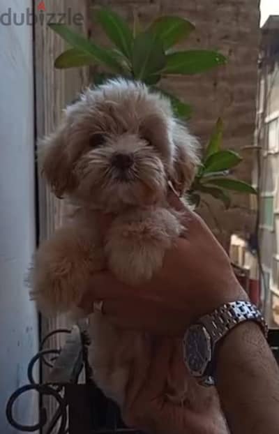 puppies maltipoo maltipoo & poodle