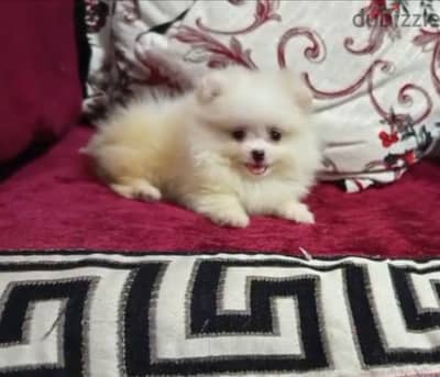Pomeranian  ((( BOO ))) ((( Teacup ))) بودل poodle