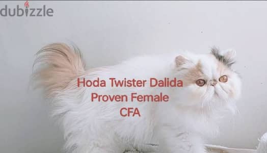 داليدا انثى منتجة ومسجلة