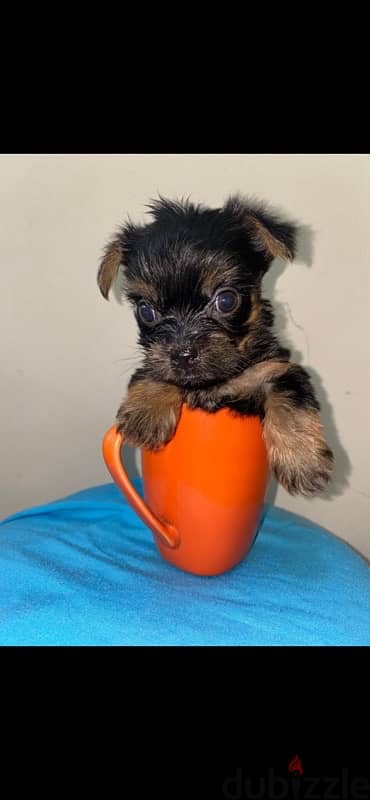 teacup yorkshire premium quality
