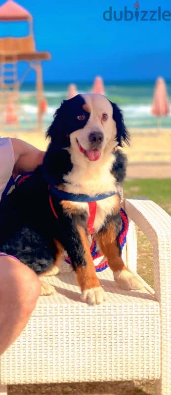 Bernese mountain dog