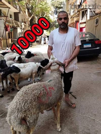 خروف عقيقة 60 كيلو 10000 بدل 12000