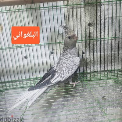 نتايه اسبلت بال فالو كوكتيل وايت فيس