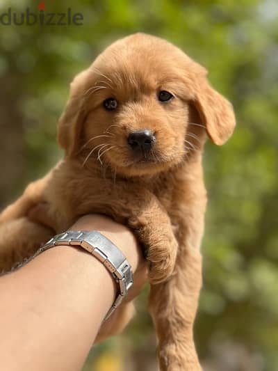 golden puppy retriever pure