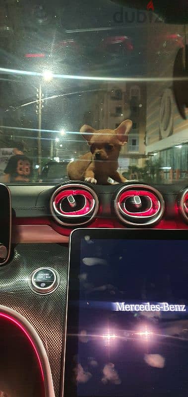 Chihuahua