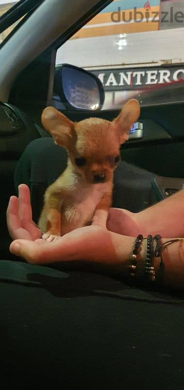 Chihuahua 1