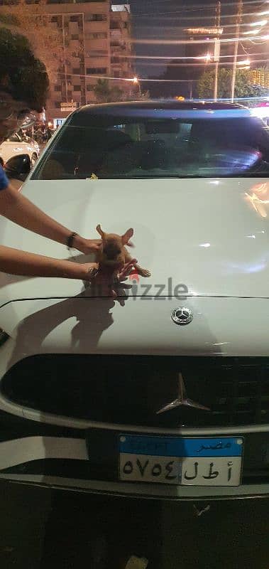 Chihuahua 2