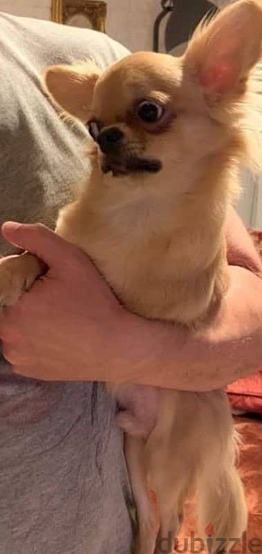 Chihuahua 3
