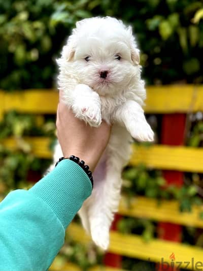 maltese puppies مالتيز