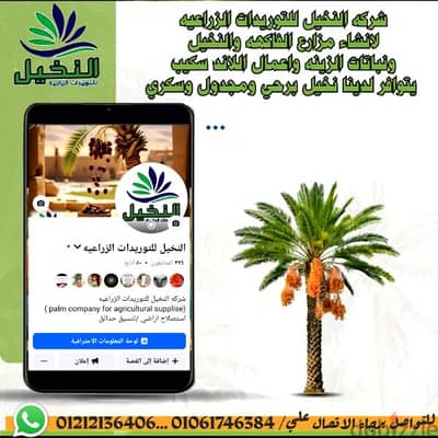 شتلات نخيل برحي ومجدول وسكري