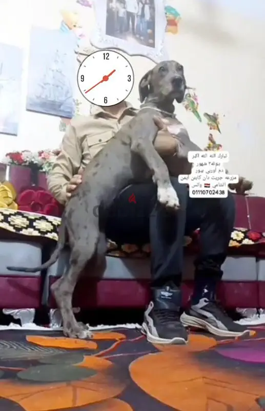 جريت دان بنتGreat Dan