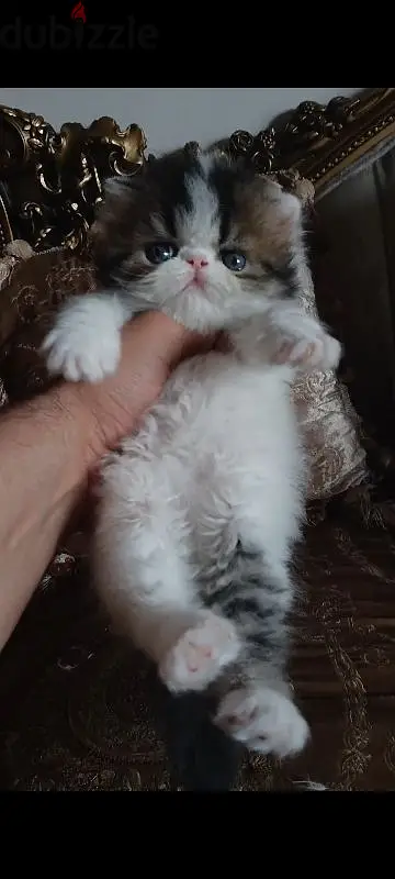 CFA Registered Brown Van Cat