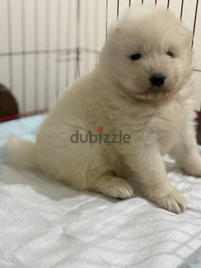 Samoyed puppies