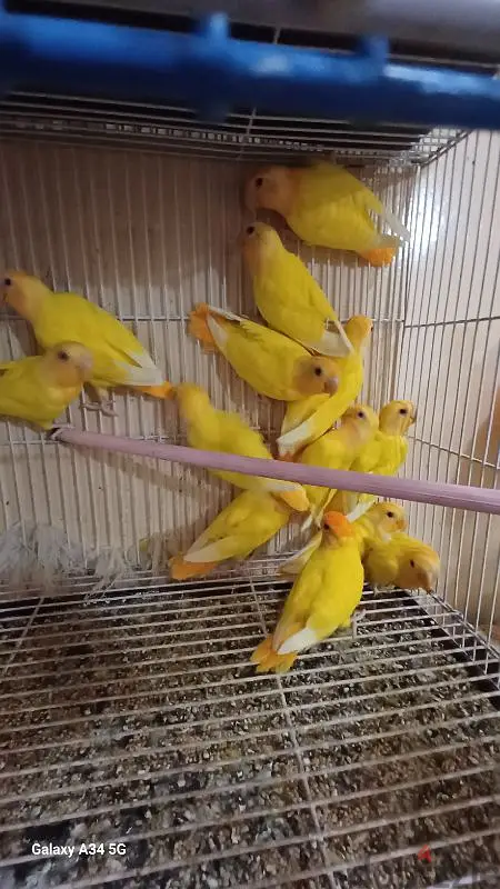 روز لاتينى اوبلاين اورانج64991677248514121