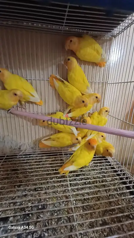روز لاتينى اوبلاين اورانج64991677248514123