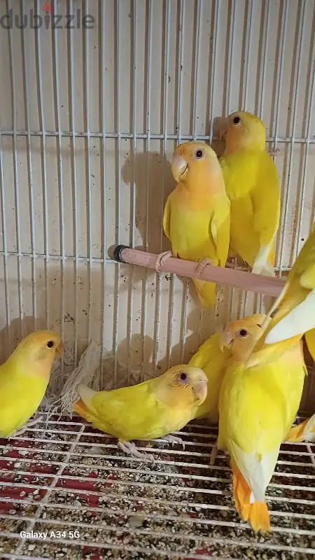 روز لاتينى اوبلاين اورانج64991677248514124