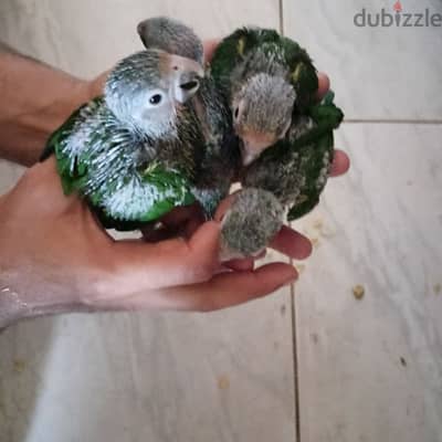 لمحبي البغبغاوات المتكلمه