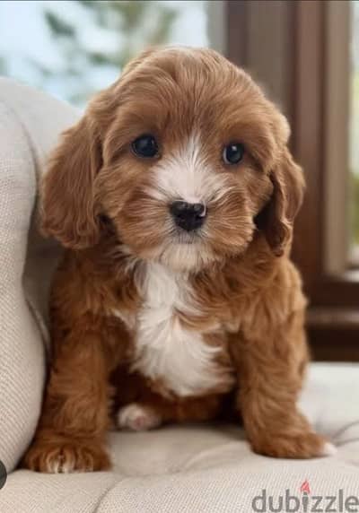 puppy Cokapoo