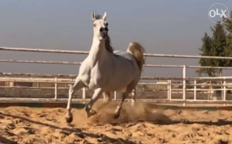 خيول عربية أصيلة 1