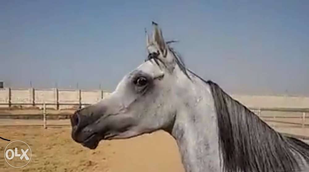 خيول عربية أصيلة 4