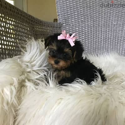 Yorkie  Yorkshire  بيور يورك شاير يوركشاير