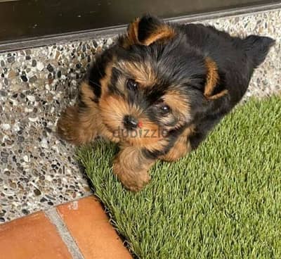Teacup yorkshire  يورك شاير بيور  يوركشاير