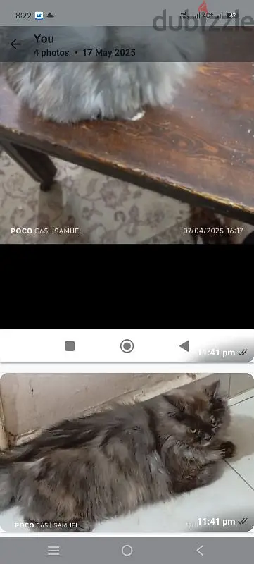 Persian63702037396483125