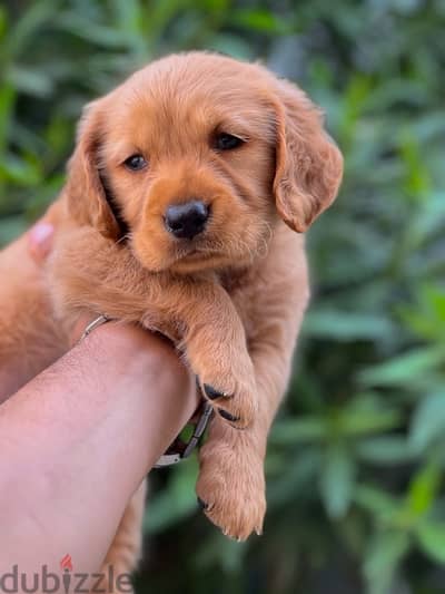 golden retriever puppy