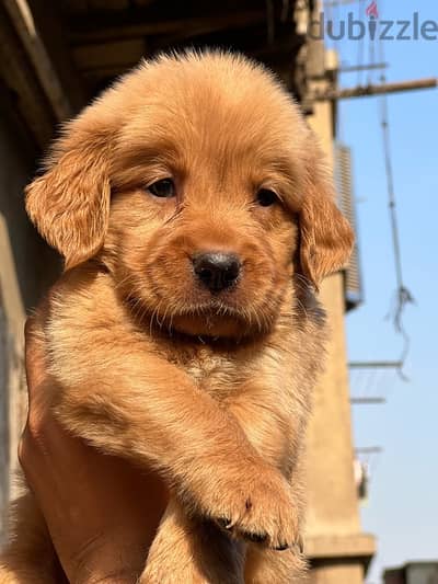 golden retriever puppy