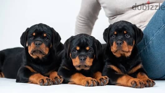 Rottweiler puppies from Russia - كلاب - 205647413