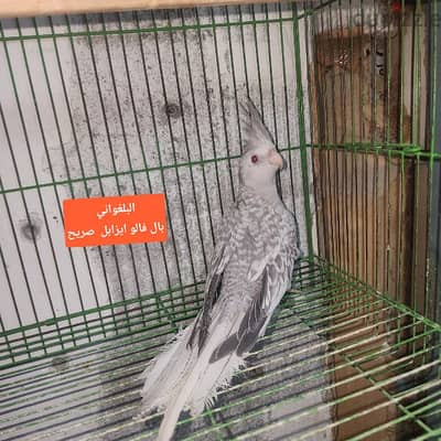 بال فالو كوكتيل ايزابل