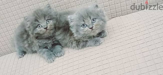 British long hair 45 days used litter box. . . .