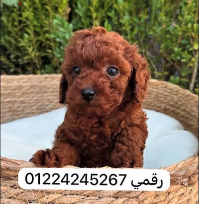 poodle dark red 45 day