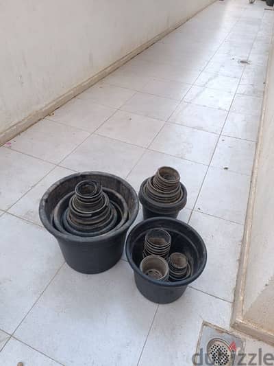 قصارى زرع