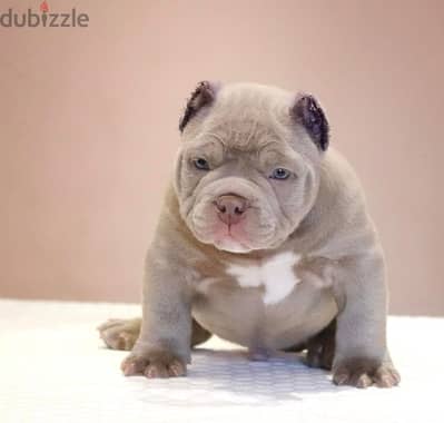 imported champion bloodline american bully puppies