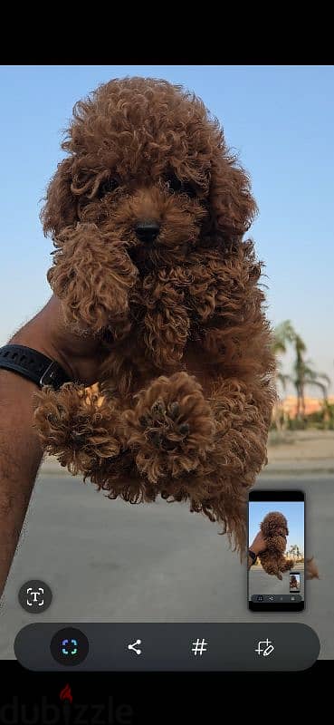 Toy poodle