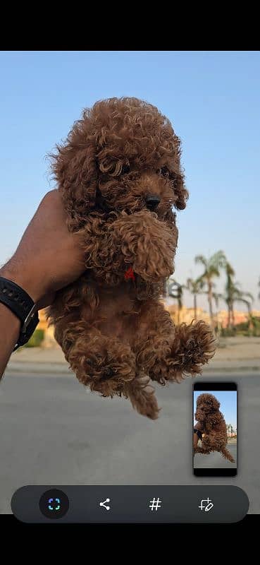 Toy poodle 1