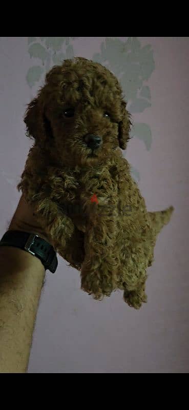 Toy poodle 2
