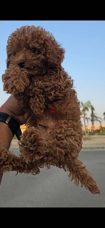 Toy poodle 3