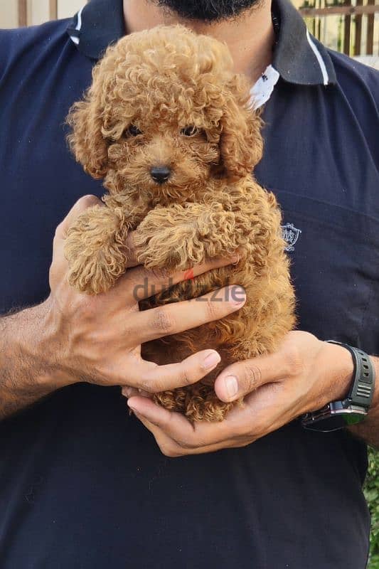 Toy poodle 4