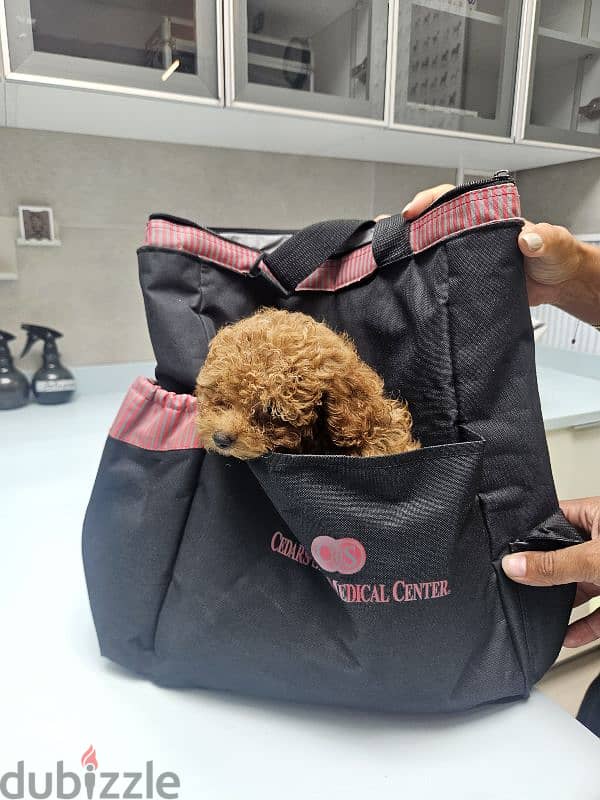 Toy poodle 5