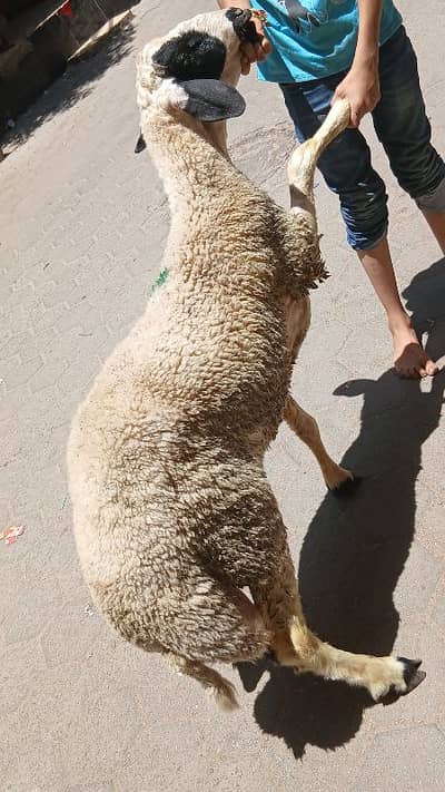 عرض رمضان خروف 60 كيلو ب 10000 والدبح والتغليف لوجه الله