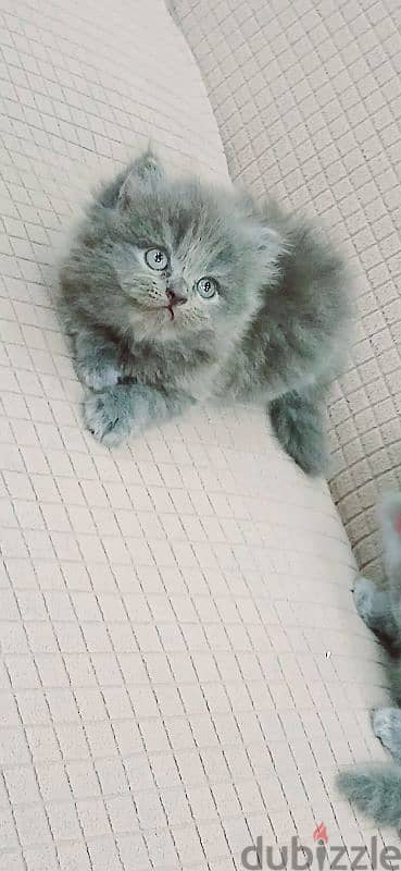 British 46 day used litter box // 01014794352