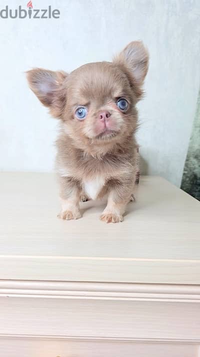 imported teacup chihuahua puppies, long and short hair top quality