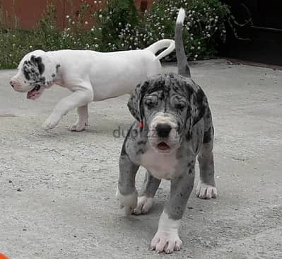 imported Great Dane puppies, premium quality