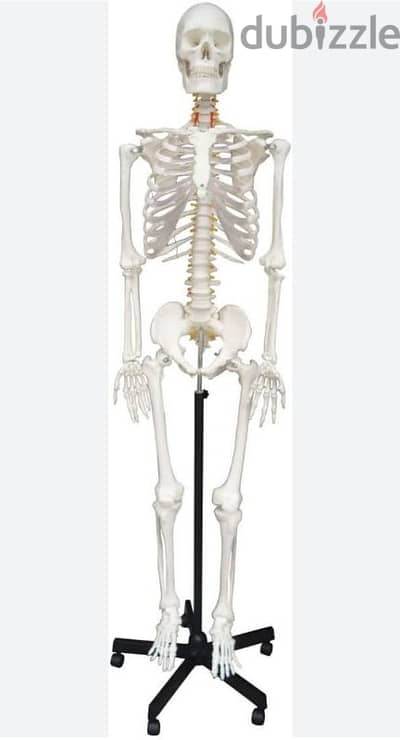 skeleton