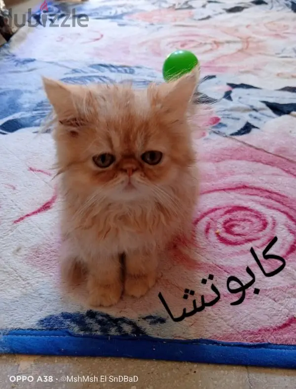 Birshan Zurar Bior
