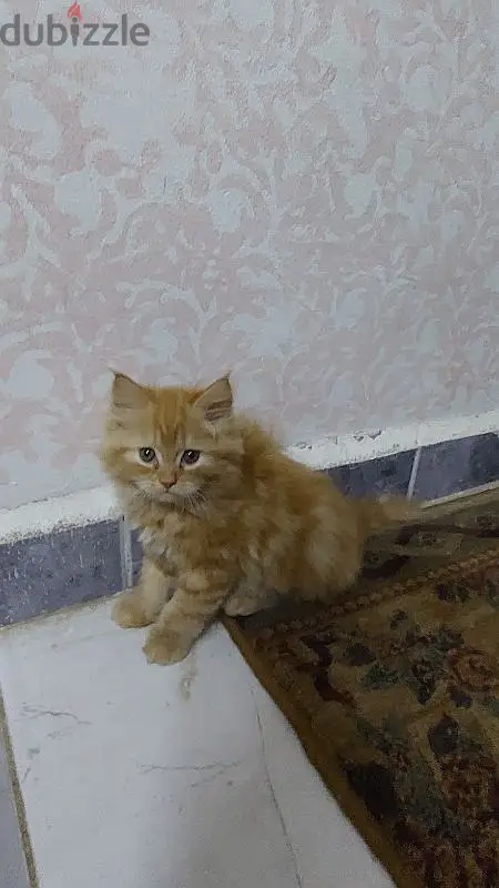 قطط هيماليا بيور63702032327937121